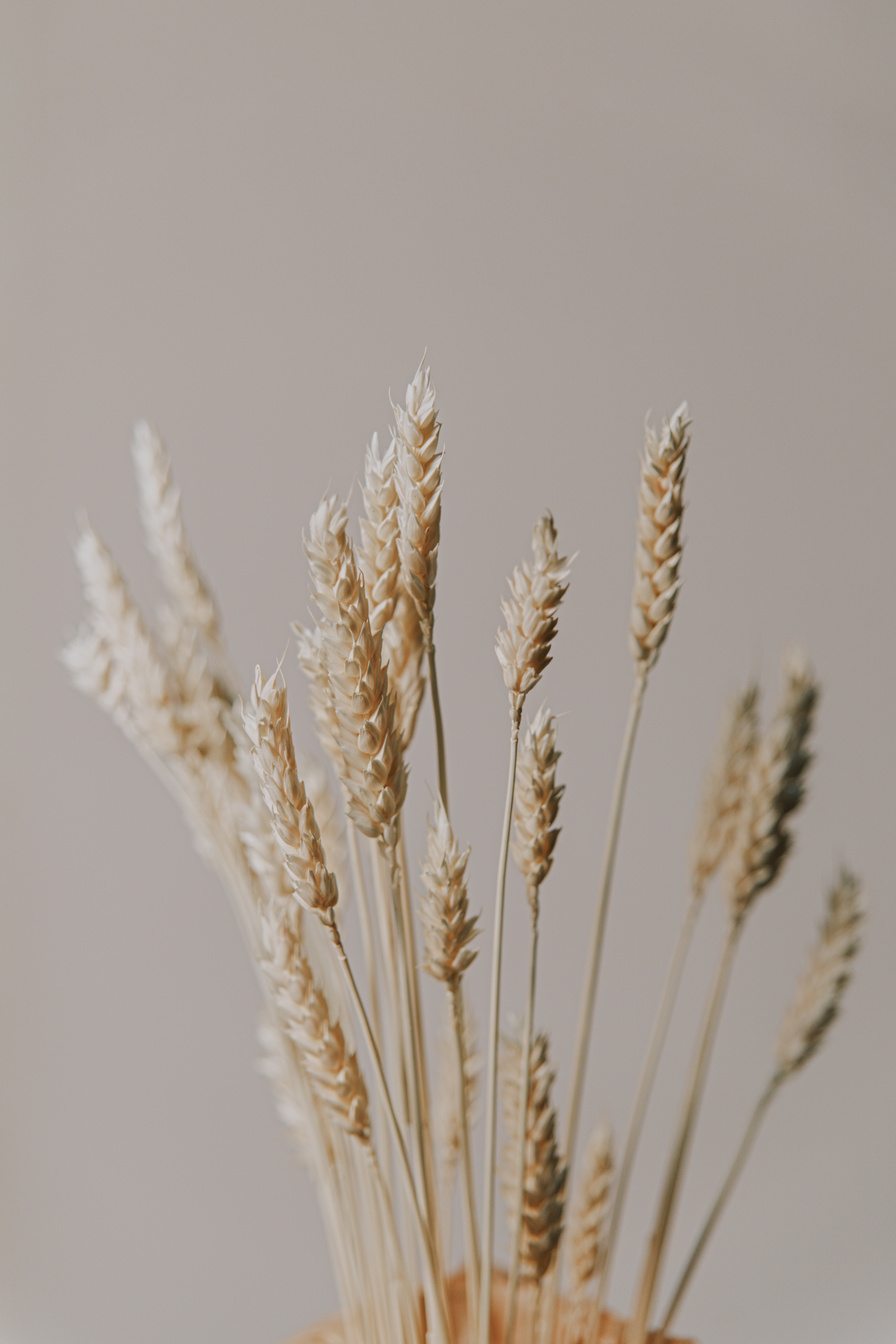 Dried Stalks on Light Background